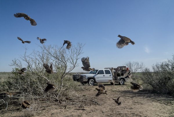 Безумные техасские машины для охоты на птиц