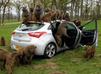 Бабуины проверили качество Hyundai
