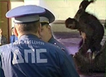 Разъяренные пешеходы избили водителя