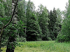 Через Химкинский лес все-таки пройдет дорога