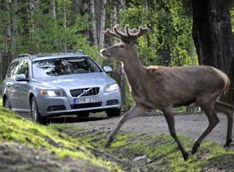 Volvo не даст оленям погибнуть