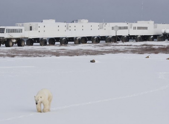 На Tundra Buggy в гости к полярным медведям