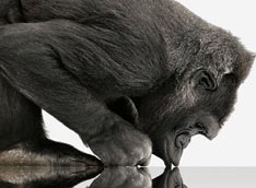 Gorilla Glass найдет применение в автомобилях