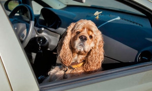 В Мосгордуме хотят запретить оставлять животных в автомобиле